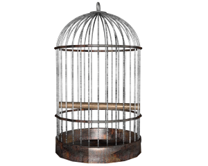 Cage bird PNG-41414